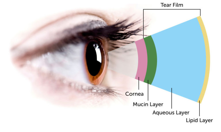 Tear film layer diagram