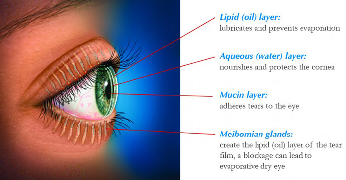 Tear film anatomy